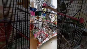 Всё о волнистом попугае. Что должно быть в клетке у каждого попугая?