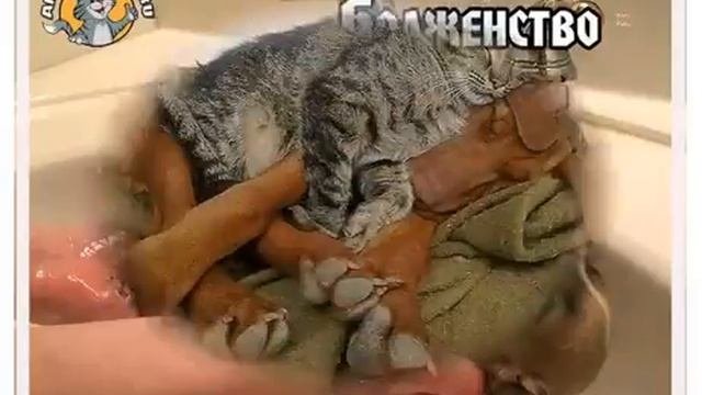 Прикольные картинки с надписями