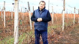 Укрытие винограда на зиму. Простой способ. Для всех регионов  (Shelter of grapes for the winter)