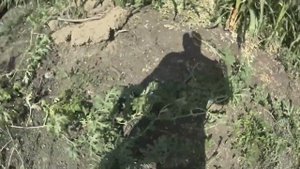 Арбуз Кримсон Свит и Роял Маджести F1 в огороде