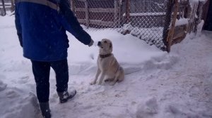 Здарова Алабай.