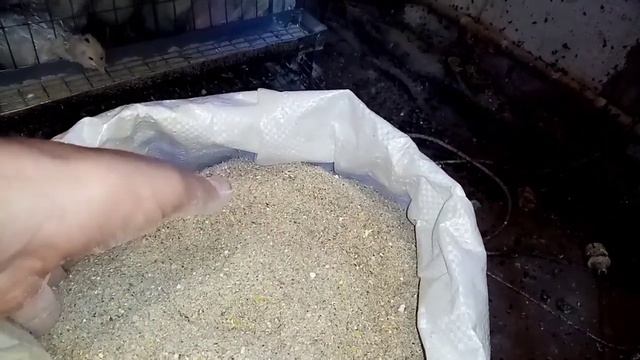 Корм для перепелов. Простой рецепт комбикорма своими руками