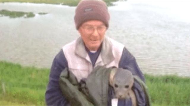 Ученый заметил, что коровы собрались и с любопытством разглядывают что-то в грязи! смотреть онлайн