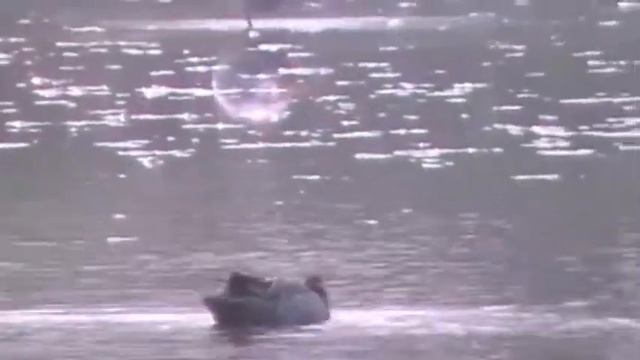 Garganey (Male) - Panasonic SDR-S26 смотреть онлайн