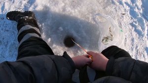 МОРМЫШ ИЛИ МОТЫЛЬ?! НА ЧТО КЛЮЁТ РЫБА В ЯНВАРЕ 2022 ГОДА?