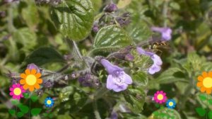 Душевик котовниковый. Краткий обзор: Душевик котовниковый описание характеристик, где купить семена