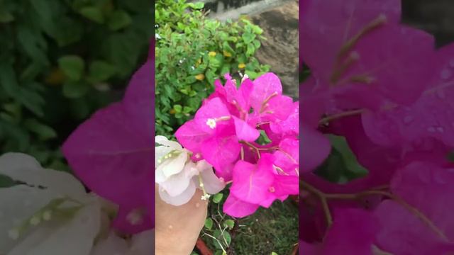 #bougainvillea #flower #pink #white #terracegarden #garden #nature #blessings