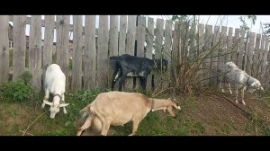 козы пасуться!