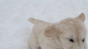 Щенки Голдена Ретривера(Golden Retriever)