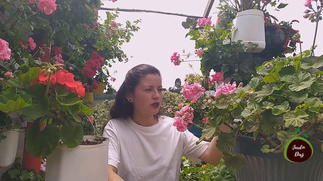 Reproducción y cuidados de geranios Pelargonium Zonale  Jardín Diaz