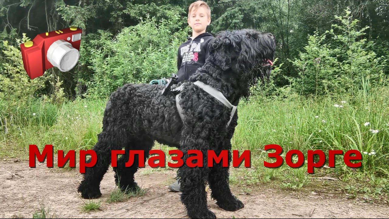 Мир глазами Зорге (русский чёрный терьер) & Дрон КА-50 "Чёрная акула".