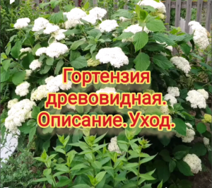 Гортензия древовидная. Описание. Уход.
