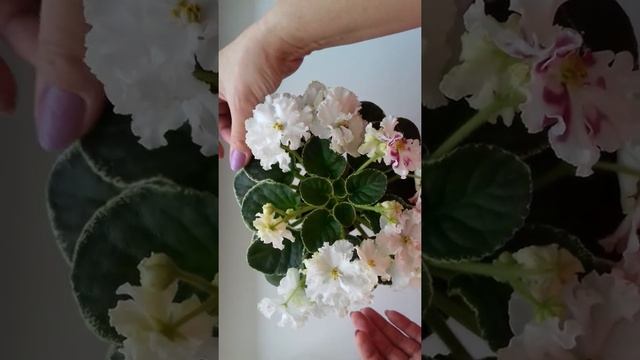 Обзор фиалки НК-Камелот. смотреть онлайн