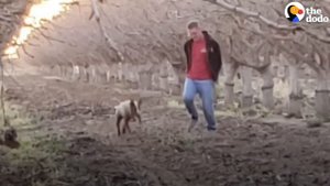 Patient Man Takes 4 Months to Rescue Abandoned Mama Pittie | The Dodo Pittie Nation