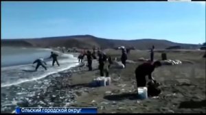 Массовый выброс сельди в Магадане