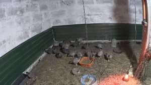 куры доминанты снесли первое яйцо