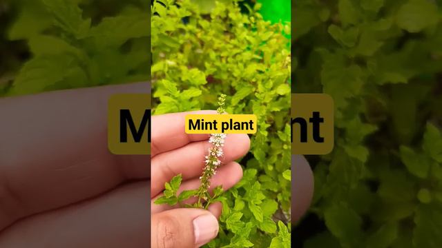 mint plant seeds #gardeninglovers #gardenplants #garden #gardeningvideos