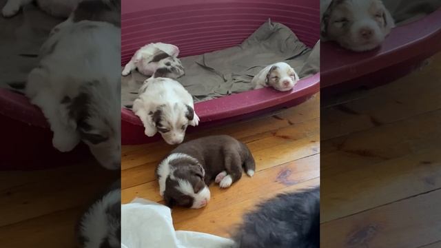 #ЩЕНКИ Аусси. На что обращать внимание при покупки. смотреть онлайн