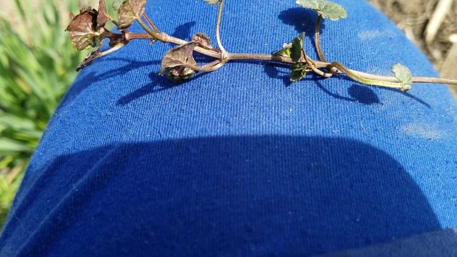 Early Spring Plant Identification and Surveying the Property