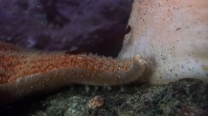 Как передвигается актиния. (уходит от морской звезды)