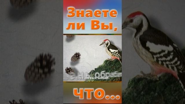 Знаете ли Вы, Что? Дятел