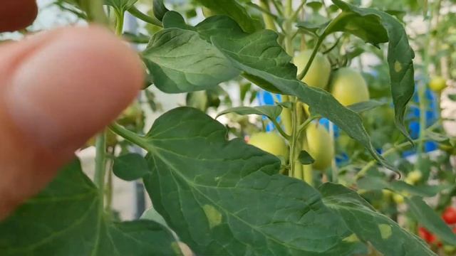 Укрупняем и ускоряем созревание томатов