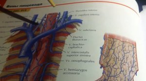 3 30 Плечеголовная вена