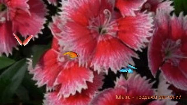 Гвоздика обыкновенная Черри Пикоти ? Черри Пикоти обзор: как сажать, семена гвоздики Черри Пикоти смотреть онлайн