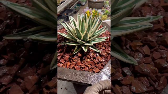 Agave Victoria - reginae White Rhino