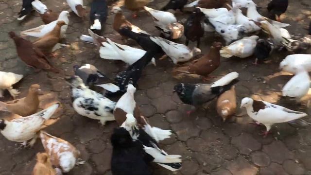 Зеленые корма. Несколько слов о содержании голубей. Гоняем молодых голубей. смотреть онлайн