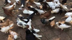 Зеленые корма. Несколько слов о содержании голубей. Гоняем молодых голубей.