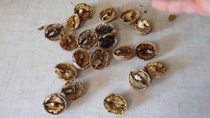 Как колоть грецкие орехи на продажу 2