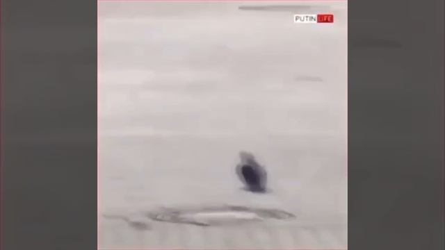 голубь отдал честь