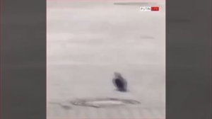 голубь отдал честь