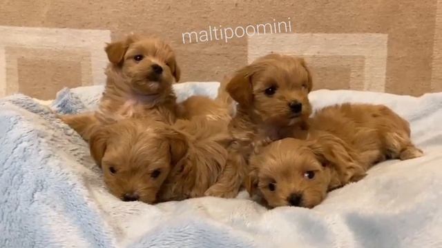 www.maltipoomini.ru                       щенки  мальтипу мини рожд.03.03.2023года - доступны