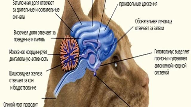 Скелет кошки: анатомия, череп, строение