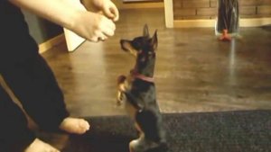 Трюковая дрессировка той-терьера- как научить собаку "служить", "делать суслика".