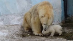 Белый медвежонок Шилка. Shilka little bear.Новосибирский зоопарк