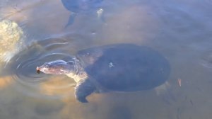 VLOG Едем в Зоопарк! Кормим Животных и катаемся на верблюде - Диана, Рома и Лера!