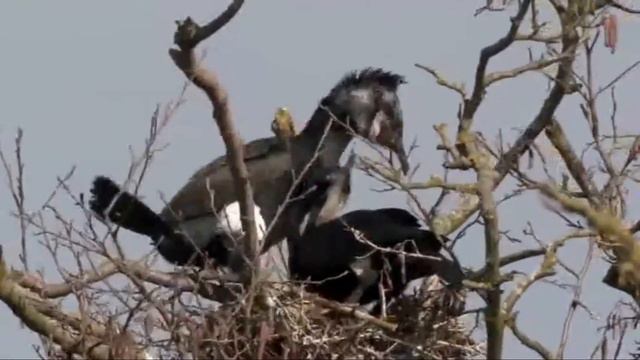 Things you need to know about CORMORANTS! смотреть онлайн