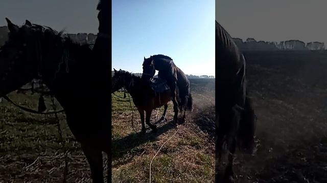 кайф весна всехорошо брачные игры коней кобыл чёрный юмор
