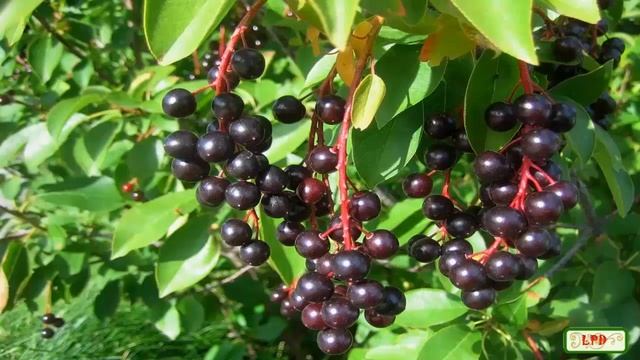 НЕЖНАЯ Ч Е Р Е М У Х А смотреть онлайн