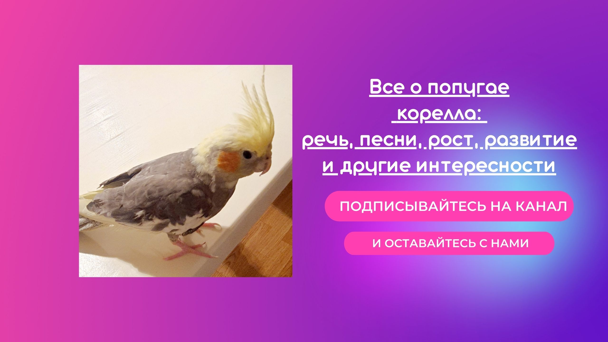 Попугай корелла поет "Приключения Шурика", разговаривает и издает звуки чайки