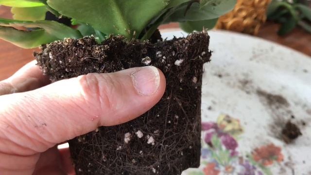 588. Цветы на день рождения. Каланхоэ. Розы. Пересадка в новые горшки. смотреть онлайн