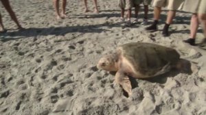 SeaWorld Orlando's Animal Rescue Team Releases Loggerhead Sea Turtle