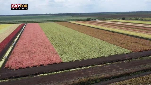 Caladium fields 2019 смотреть онлайн