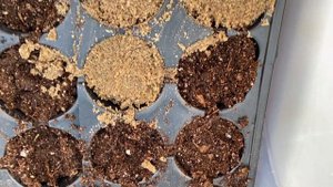 Черенкую гортензию Сбежавшая невеста.