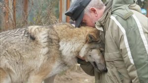 Волчица пришла в деревню и стала просить еду. Лишь один мужчина пожалел её, и вот её благодарность.