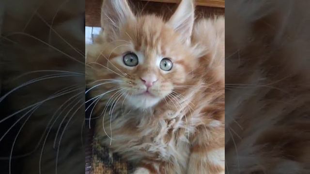 Maine coon kitten Goodwin, part 2