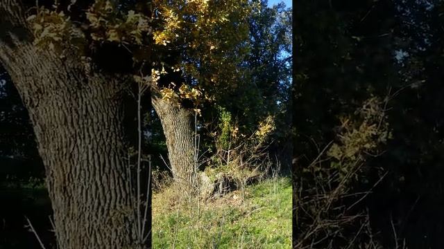 Дуб (Черешчатый)в близи речки Бельбек АР Крым г.Севастополь 2021г. смотреть онлайн